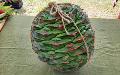 ಬನ್ಯಾ ಮರ ಹಬ್ಬ ಮತ್ತು ಬನ್ಯಾ ಡ್ರೀಮಿಂಗ್