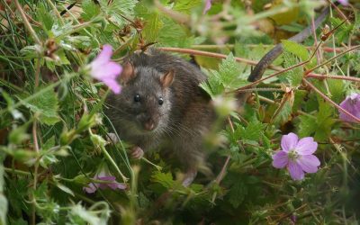 ದಯೆಯೆಂಬ ಧರ್ಮದ ಮೂಲ….