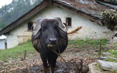 ಎಮ್ಮೆಎಮ್ಮೆಯೆಂದೇಕೆ ಬೀಳುಗಳೆವಿರಿ?