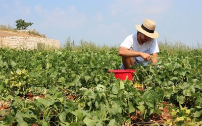 ಮಳೆಬೆಳೆ, ಸಂತೋಷ, ನೆಮ್ಮದಿಗಳ ಕಣಜ