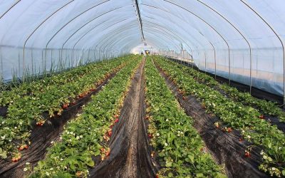 ನಿನ್ನೆ ಇದ್ದದ್ದು ಇವತ್ತು ಮಂಗಮಾಯ!