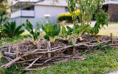 ಸಸ್ಯ ನೆಡುವವರ ಸಂತಸದ ಘಳಿಗೆಗಳು: ವಿನತೆ ಶರ್ಮ ಅಂಕಣ