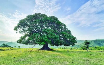 ಮಾವಿನ ತೋಪಿನ ಎರಡು ಕತೆಗಳು: ಮಾರುತಿ ಗೋಪಿಕುಂಟೆ ಸರಣಿ