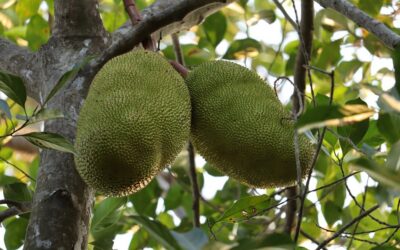 ಮುಳ್ಳಕ್ಕಿಯ ರೆಕ್ಕೆಪುಕ್ಕಗಳು: ಡಾ. ಚಂದ್ರಮತಿ ಸೋಂದಾ ಸರಣಿ