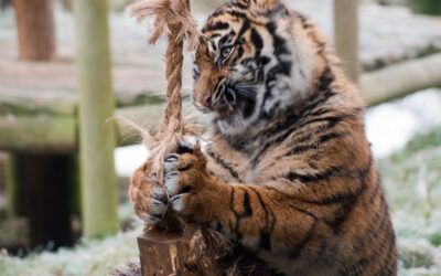 ನಾವೇ ಭೂಮಿಯ ವಾರಸುದಾರರೇ?: ಚಂದ್ರಮತಿ ಸೋಂದಾ ಸರಣಿ