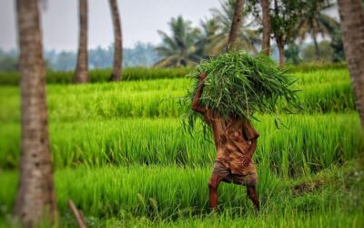 ಕೃಷಿಯೆಂದರೆ ಸುಲಿದ ಬಾಳೆಯೇ?: ಗುರುಪ್ರಸಾದ್‌ ಕುರ್ತಕೋಟಿ ಅಂಕಣ