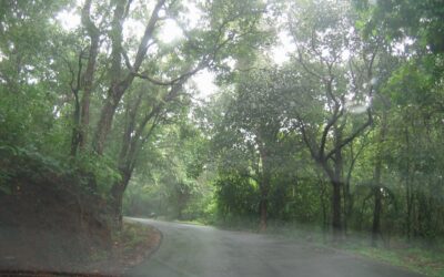 ಸೈಕ್ಲೋನ್ ಮತ್ತು ಮುತ್ತಿನ ಹಾರ: ಸುಮಾವೀಣಾ ಸರಣಿ