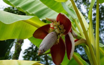 ʻಬಾಳೆ ಪಣ್ಣದೊಂದು ರುಚಿ…ʼ: ಡಾ. ಚಂದ್ರಮತಿ ಸೋಂದಾ ಸರಣಿ