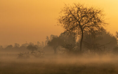 ಮಾಗಿ ಮಾವ ಬಂದ ಮಂಜು ಗಿಂಜು ತಂದ: ಚಂದ್ರಮತಿ ಸೋಂದಾ ಸರಣಿ