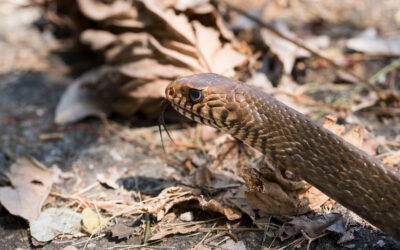 ಹಾವುಗಳು ಮತ್ತು ಪ್ರ(ಕ್ಷುಬ್ಧ)ಶಾಂತಿ ನಿಲಯ: ಸುಮಾವೀಣಾ ಸರಣಿ