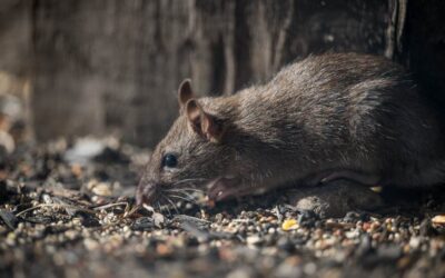 ಜೈಲ್ನಿಂದ ಹೊರಬಂದ ಇಲಿ: ಕೆ. ಸತ್ಯನಾರಾಯಣ ಸರಣಿ