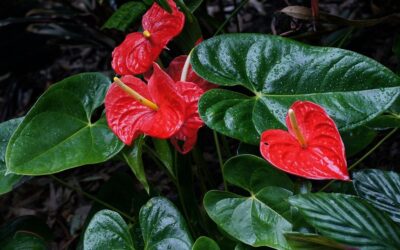 ಪುಷ್ಪನಗರಿ ಮಡಿಕೇರಿ: ಸುಮಾವೀಣಾ ಸರಣಿ