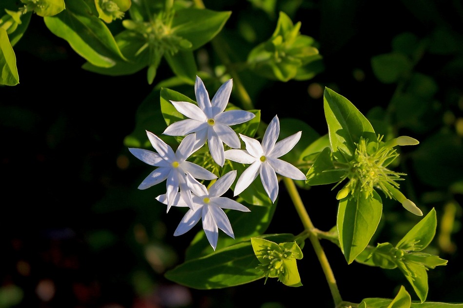 ಹೂವೆಂಬ ವಿಸ್ಮಯ:  ಚಂದ್ರಮತಿ ಸೋಂದಾ ಸರಣಿ