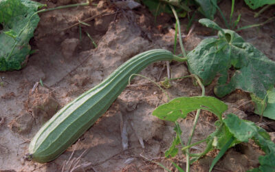 ಸೊಪ್ಪು-ತರಕಾರಿ ಎನ್ನುವ ಕಿರುವೈದ್ಯ: ಚಂದ್ರಮತಿ ಸೋಂದಾ ಸರಣಿ