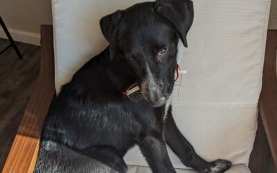 ಸಂಜೋತಾ ಪುರೋಹಿತ ಬರೆಯುವ “ಕೂರಾಪುರಾಣ” ಶುರು….