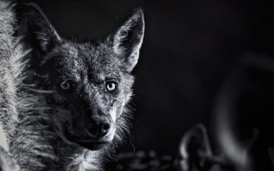 ಗಡಗಡ ನಡುಗಿಸಿದ ಪಾವಗಡದ ತೋಳ: ಸುಮಾ ಸತೀಶ್ ಸರಣಿ