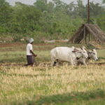 ಬೇಸಾಯ ಬದಲಾದದ್ದು: ಸುಮಾ ಸತೀಶ್ ಸರಣಿ