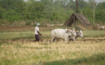 ಬೇಸಾಯ ಬದಲಾದದ್ದು: ಸುಮಾ ಸತೀಶ್ ಸರಣಿ