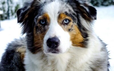 ಕೂರಾಪುರಾಣ ೭: ಏನ್ರೀ ಸಂಜಮ್ಮಾ ನಿಮ್ದು ಯಾವ ಜಾತಿಯ ನಾಯಿ?