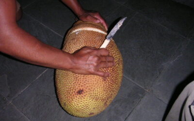 ಫ್ರೂಟ್ ಕಟರ್ ಕರುಣಿಸಿದ ದಾನಿ ಪಟ್ಟ!: ಪೂರ್ಣೇಶ್‌ ಮತ್ತಾವರ ಸರಣಿ