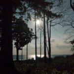 ಕಾಡು ಮತ್ತು ಕಾಡಬೆಳುದಿಂಗಳು… ಶ್ರೀಧರ ಪತ್ತಾರ ಬರಹ