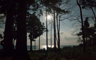 ಕಾಡು ಮತ್ತು ಕಾಡಬೆಳುದಿಂಗಳು… ಶ್ರೀಧರ ಪತ್ತಾರ ಬರಹ