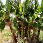 “ಎತ್ತಿನ ಜ್ವರಕ್ಕೆ ಎಮ್ಮೆಗೆ ಬರೆ -ನೆನಪಿನ ಬಾಳೆ”: ಪೂರ್ಣೇಶ್‌ ಮತ್ತಾವರ ಸರಣಿ