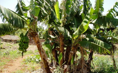 “ಎತ್ತಿನ ಜ್ವರಕ್ಕೆ ಎಮ್ಮೆಗೆ ಬರೆ -ನೆನಪಿನ ಬಾಳೆ”: ಪೂರ್ಣೇಶ್ ಮತ್ತಾವರ ಸರಣಿ