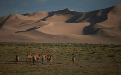 ಗೋಬಿ ಮರುಭೂಮಿ ಡೈನೋಸಾರ್ ತೊಟ್ಟಿಲು: ಡಾ. ವೆಂಕಟಸ್ವಾಮಿ ಪ್ರವಾಸ ಕಥನ