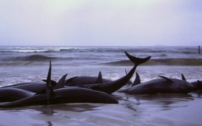 ಅಲ್ಲೊಂದು ವೇಲ್ ಸಾವು, ಇಲ್ಲೊಂದು ಪಟಾಕಿ ಸಿಡಿತ: ಡಾ. ವಿನತೆ ಶರ್ಮ ಅಂಕಣ