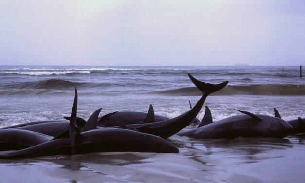 ಅಲ್ಲೊಂದು ವೇಲ್ ಸಾವು, ಇಲ್ಲೊಂದು ಪಟಾಕಿ ಸಿಡಿತ: ಡಾ. ವಿನತೆ ಶರ್ಮ ಅಂಕಣ