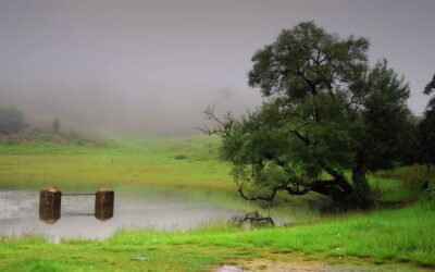 ನಮ್ಮೂರ ಮಳೆಗಾಲದ ರಸದೌತಣ: ಭವ್ಯ ಟಿ.ಎಸ್.‌ ಬರಹ