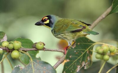 ಹಿಮಾಲಯದಲ್ಲಿ ಹಕ್ಕಿಗಳ ಚಿಲಿಪಿಲಿ: ಡಾ. ಖಂಡಿಗೆ ಮಹಾಲಿಂಗ ಭಟ್ ಅನುವಾದಿತ ರಸ್ಕಿನ್ ಬಾಂಡ್ ಬರಹ