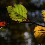 ಶ್ರೀವಿಭಾವನ ಬರೆದ ಈ ದಿನದ ಕವಿತೆ