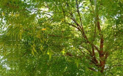 ಬೇವಿನ್‌ ಮರ್ದಲ್ಲಿ ಬಾಗ್ಲು ಮಾಡಸ್ತಾರ!: ಎಚ್. ಗೋಪಾಲಕೃಷ್ಣ ಸರಣಿ