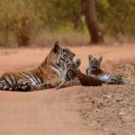 ಮನುಷ್ಯ ಮೃಗವಾಗುತ್ತಿರುವನೆ?: ಸುಮಾವೀಣಾ ಸರಣಿ