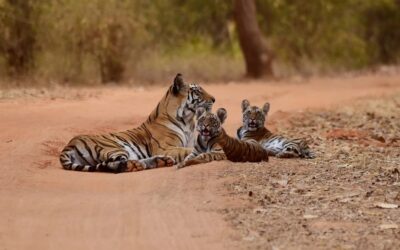 ಮನುಷ್ಯ ಮೃಗವಾಗುತ್ತಿರುವನೆ?: ಸುಮಾವೀಣಾ ಸರಣಿ