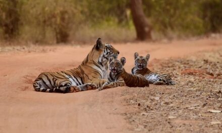 ಮನುಷ್ಯ ಮೃಗವಾಗುತ್ತಿರುವನೆ?: ಸುಮಾವೀಣಾ ಸರಣಿ