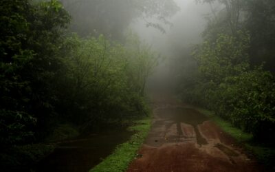 ಮಳೆ ಜಿನುಗಿಗೆ ಅರಳುವ ಜೀವನಪ್ರೀತಿ: ಭವ್ಯ ಟಿ.ಎಸ್. ಸರಣಿ