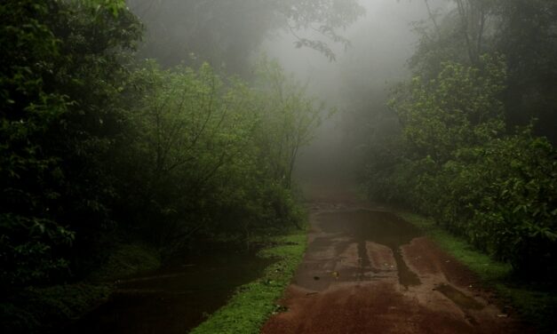 ಮಳೆ ಜಿನುಗಿಗೆ ಅರಳುವ ಜೀವನಪ್ರೀತಿ: ಭವ್ಯ ಟಿ.ಎಸ್. ಸರಣಿ