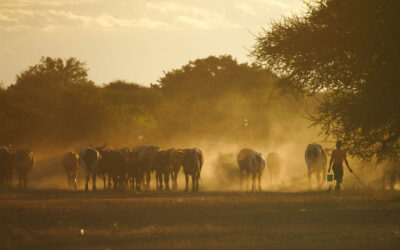 ಮಲೆನಾಡ ಸಂಪತ್ತು, ಗೋ ಸಂಪತ್ತು: ರೂಪಾ ರವೀಂದ್ರ ಜೋಶಿ ಸರಣಿ