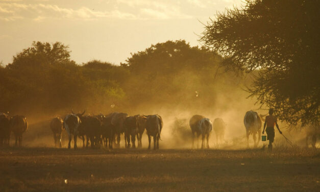ಮಲೆನಾಡ ಸಂಪತ್ತು, ಗೋ ಸಂಪತ್ತು: ರೂಪಾ ರವೀಂದ್ರ ಜೋಶಿ ಸರಣಿ
