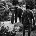 ಕಾಡು, ಪುಸ್ತಕ, ಅಭಿಮಾನ ಹಾಗೂ ಅಂತರ್ಜಾಲ ಸಮುದಾಯಗಳ ಆಹ್ಲಾದಕರ ಲೋಕ: ಎಲ್.ಜಿ.ಮೀರಾ ಅಂಕಣ