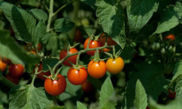 ಬಲ್ಲಿರೇನು ಕಾಡ ಹಣ್ಣುಗಳ ರುಚಿಯ?: ರೂಪಾ ರವೀಂದ್ರ ಜೋಶಿ ಸರಣಿ