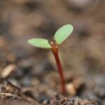 ದೊಡ್ಡ ಜಿಜ್ಞಾಸೆಗಳು, ಸಣ್ಣ ನಿರ್ಧಾರಗಳು: ವಿನತೆ ಶರ್ಮಾ ಅಂಕಣ