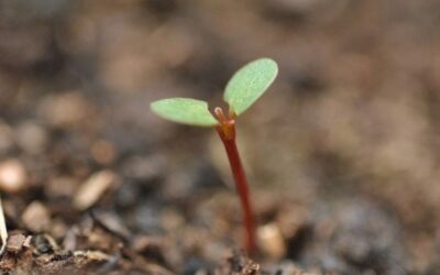 ದೊಡ್ಡ ಜಿಜ್ಞಾಸೆಗಳು, ಸಣ್ಣ ನಿರ್ಧಾರಗಳು: ವಿನತೆ ಶರ್ಮಾ ಅಂಕಣ