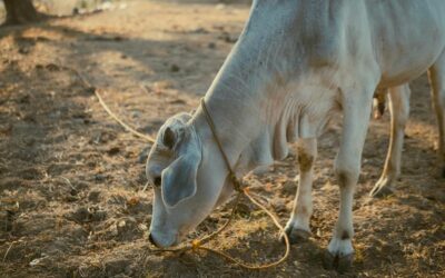 ಗೋಮಾತೆಯ ಸಾಂಗತ್ಯದಲ್ಲಿ ಕಣ್ತೆರೆಯುವ ಬೆಳಗು: ಭವ್ಯ ಟಿ.ಎಸ್. ಸರಣಿ
