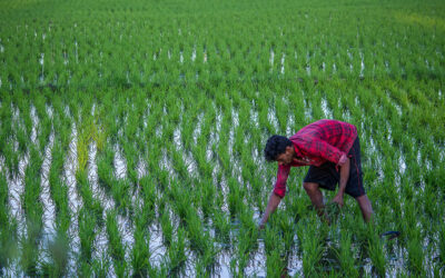 ಭೂಮಿ ಬಯಕೆ ತೀರಿಸುವ ಭೂಮಿ ಹುಣ್ಣಿಮೆ ಹಬ್ಬ: ಭವ್ಯ ಟಿ.ಎಸ್. ಸರಣಿ