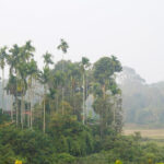 “ಅಡಿಕೆ” ಎಂಬ ಮಲೆನಾಡಿನ ಜೀವನಾಡಿ: ಭವ್ಯ ಟಿ.ಎಸ್. ಸರಣಿ