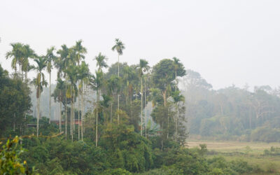 “ಅಡಿಕೆ” ಎಂಬ ಮಲೆನಾಡಿನ ಜೀವನಾಡಿ: ಭವ್ಯ ಟಿ.ಎಸ್. ಸರಣಿ